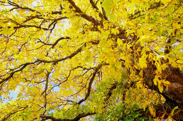 istock Imposing tree with bright yellow canopy in steep perspective 1150676980