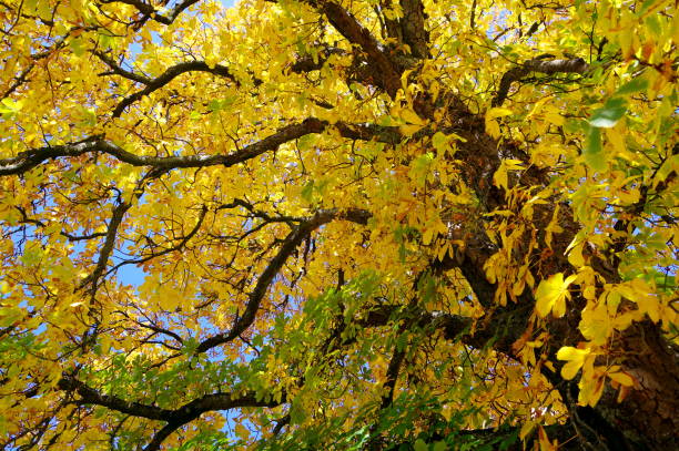 istock Imposing tree with bright yellow canopy in steep perspective 1150676983