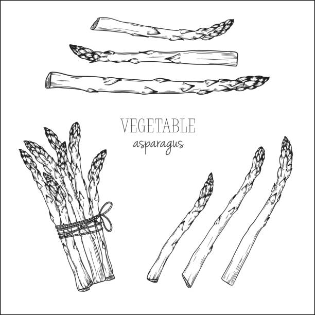 흰색 배경에 고립 된 아스파라거스. 스케치 스타일의 벡터 일러스트입니다. - asparagus vegetable isolated freshness stock illustrations