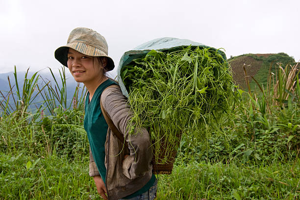 Hmong transports vegetables to the valley, Laos Hmong transports vegetables to the valley, Laos, to sell the product on the market miao minority stock pictures, royalty-free photos & images