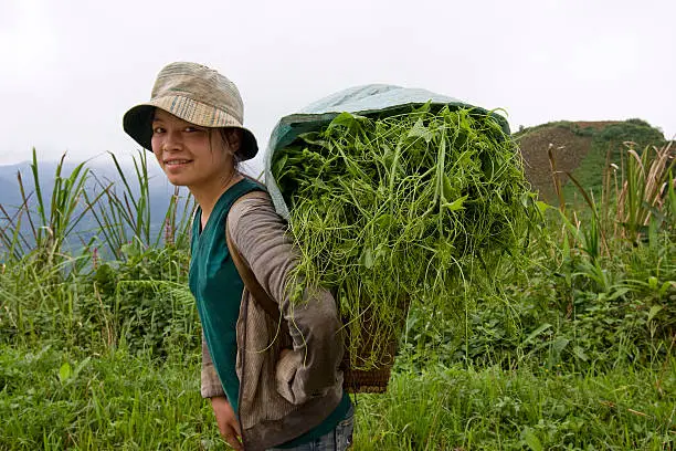Hmong transports vegetables to the valley, Laos, to sell the product on the market