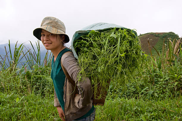 hmong transporta produtos hortícolas para o vale, laos - hmong imagens e fotografias de stock