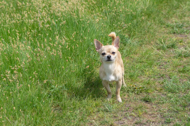 Pequeño y cremoso Chihuahua que cuida de su patria en la hierba de primavera - foto de stock