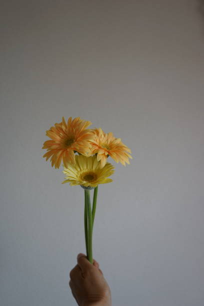 istock Gerbera daisy flowers yellow and orange 1150686005