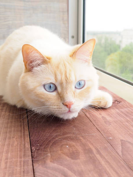 istock sweet young white cat with blue eyes plays, rests, stretches, 1150686292