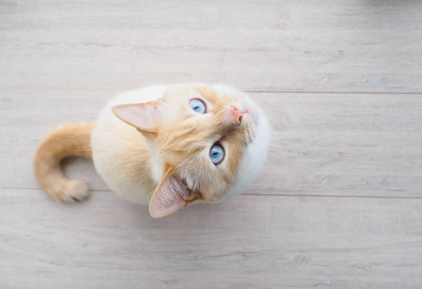 istock sweet young white cat with blue eyes plays, rests, stretches, 1150686311