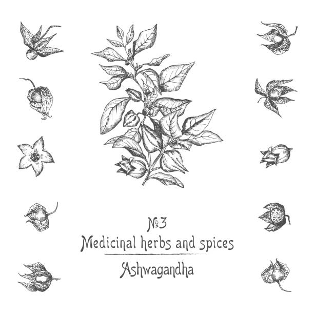 ilustrações de stock, clip art, desenhos animados e ícones de set of ashwagandha hand drawn patterns with berries, lives, roots and branch in black color on white background. retro vintage graphic design botanical sketch drawing - illustration and painting engraving old fashioned engraved image