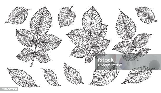 Rose Flower Leaves Hand Drawn In Lines Black And White Monochrome Graphic Doodle Elements Isolated Vector Illustration Template For Design Stock Illustration - Download Image Now