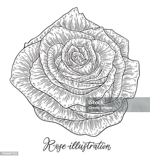 Rose Flower Hand Drawn In Lines Black And White Monochrome Graphic Doodle Elements Isolated Vector Illustration Template For Design Stock Illustration - Download Image Now