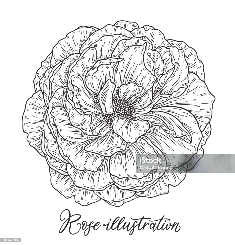 Rose flower hand drawn in lines. Black and white monochrome graphic doodle elements. Isolated vector illustration, template for design Black Color stock vector