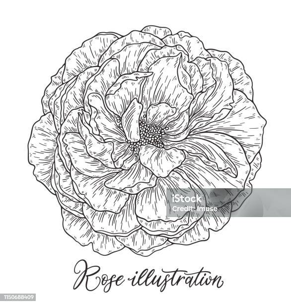 Rose Flower Hand Drawn In Lines Black And White Monochrome Graphic Doodle Elements Isolated Vector Illustration Template For Design Stock Illustration - Download Image Now