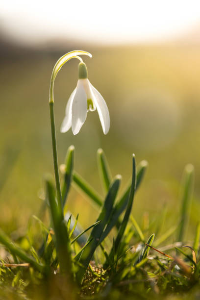istock Isolated snowdrop flowers in spring, blurry background 1150689198
