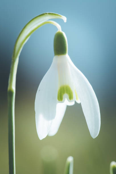 istock Isolated snowdrop flowers in spring, blurry background 1150689318
