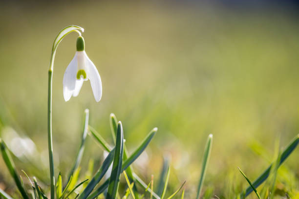 istock Isolated snowdrop flowers in spring, blurry background 1150689499