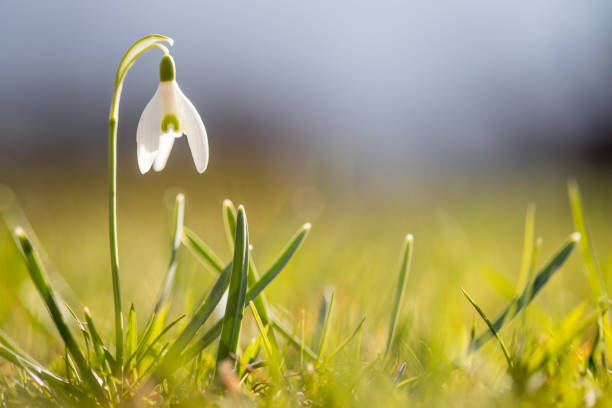 istock Isolated snowdrop flowers in spring, blurry background 1150689500