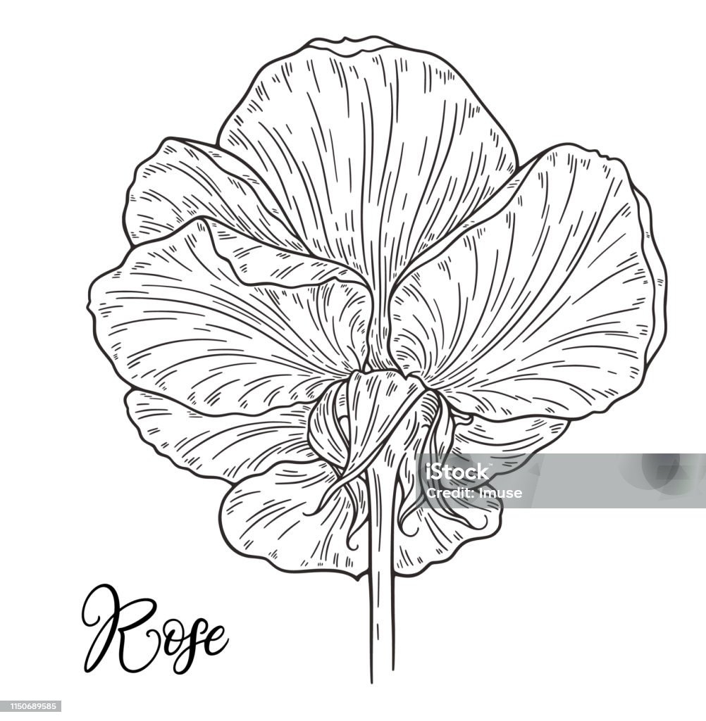 Rose flower hand drawn in lines. Black and white monochrome graphic doodle elements. Isolated vector illustration, template for design Abstract stock vector