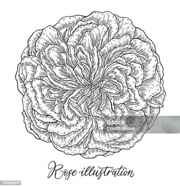 Rose Flower Hand Drawn In Lines Black And White Monochrome Graphic Doodle Elements Isolated Vector Illustration Template For Design Stock Illustration - Download Image Now