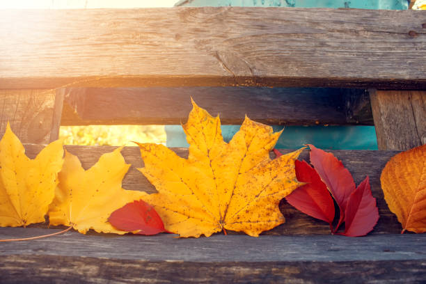 istock Autumn. Multicolored maple leaves on wood background. 1150689977