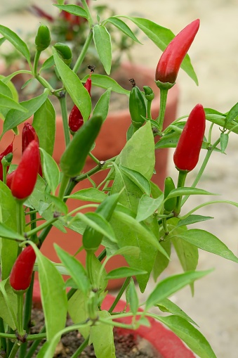 Stock photo of homegrown chilli pepper plant growing in plant pot.