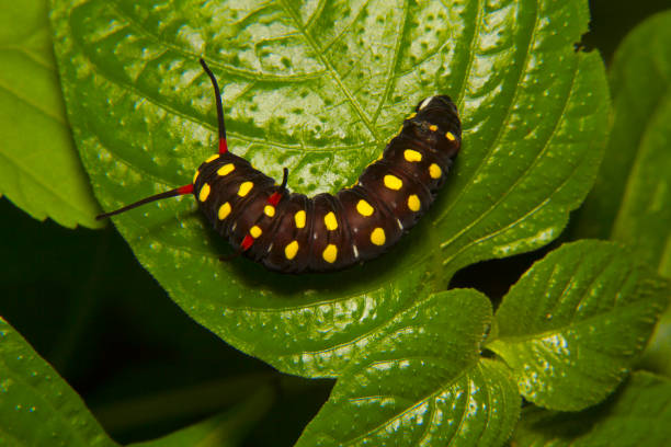 蝶の毛虫?aarey ミルクコロニー、ムンバイ、マハラシュトラ、インド。 - butterfly swallowtail butterfly caterpillar black ストックフォトと画像