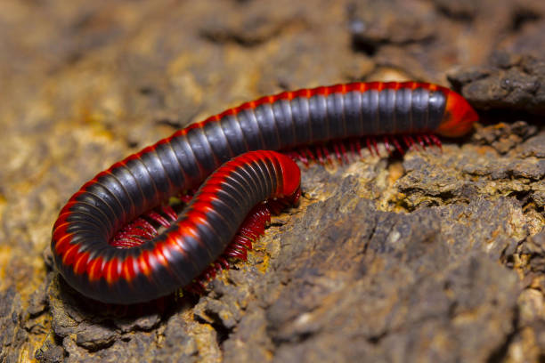 istock Red millipede, DiplopodaLocation:- Pondicherry, Tamilnadu, India 1150690601