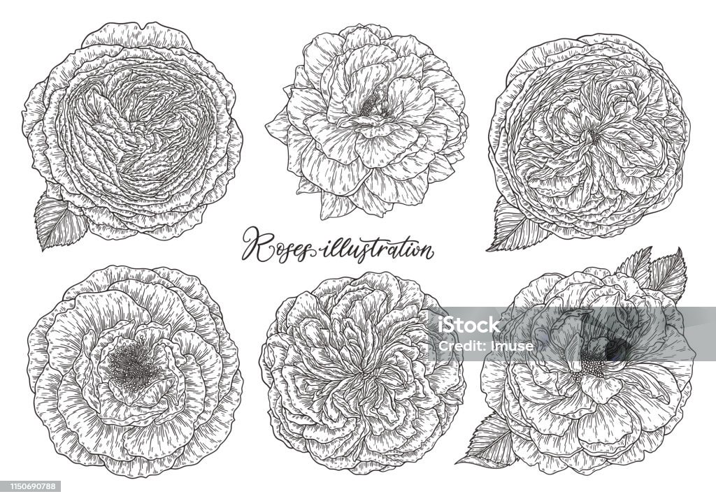 Rose flowers set hand drawn in lines. Black and white monochrome graphic doodle elements. Isolated vector illustration, template for design Abstract stock vector