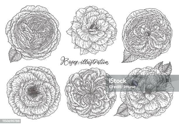 Rose Flowers Set Hand Drawn In Lines Black And White Monochrome Graphic Doodle Elements Isolated Vector Illustration Template For Design Stock Illustration - Download Image Now