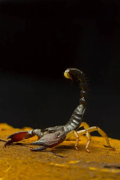 Scorpion, Heterometrus sp. Bangalore, Karnataka, India.