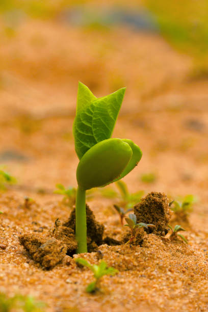 istock Sprouting plant. Pondicherry, Tamil Nadu, India. 1150691027