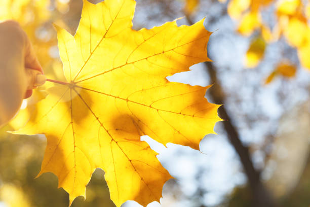 mano che tiene una foglia d'acero gialla da vicino su uno sfondo sfocato, autunno giornata di sole. un simbolo dell'autunno - maple leaf close up symbol autumn foto e immagini stock