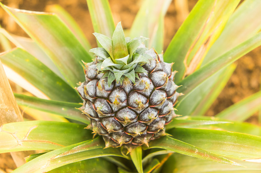 Young sweet pineapple growing on a farm in the greenhouse on the Azores.