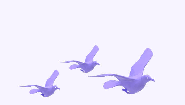 dove holds a sheet in its beak for writing your text is isolated on a white background