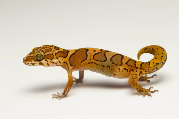 istock Ground gecko, Geckoella sp Bangalore, Karnataka, India. 1150691324