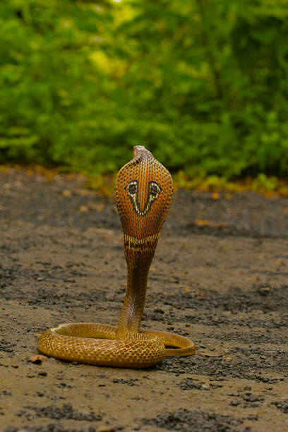 Spectacled Cobra. Naja naja. Elapidae Aarey colony, Mumbai, Maharashtra, India. Spectacled Cobra. Naja naja. Elapidae Aarey colony, Mumbai, Maharashtra, India. snake hood stock pictures, royalty-free photos & images