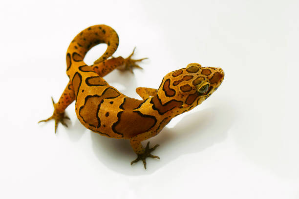 istock Ground gecko, Geckoella sp Bangalore, Karnataka, India. 1150691472