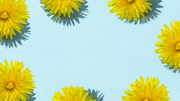 istock Yellow dandelion on a blue background. 1150692826