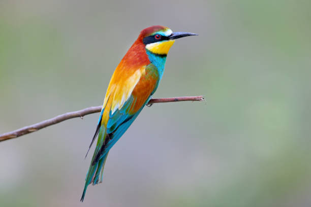 istock Various beauties bee-eaters 1150693032