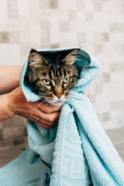 istock Cat after washing in a towel 1150693552