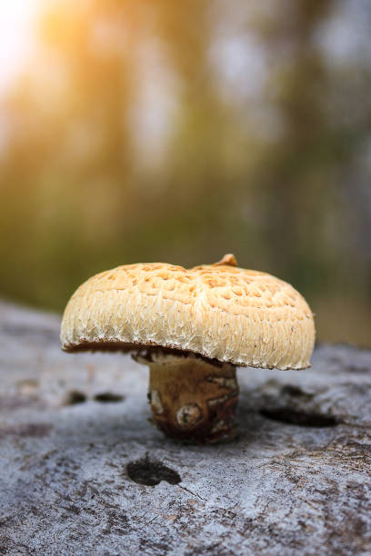 Beautiful mushroom grows on log, tree in sunny autumn forest. Neolentinus lepideus