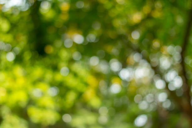 istock Abstract nature green bokeh from tree background 1150694736