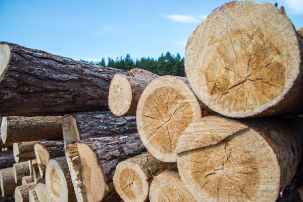 istock Pine logs close-up. Piled cut tree trunks for timber trade on a sunny day 1150694774