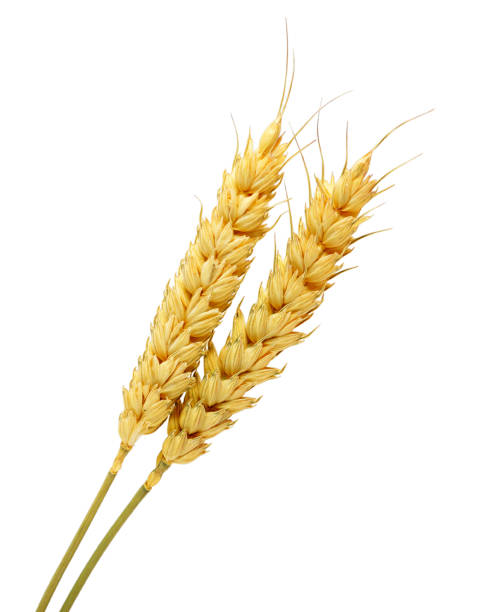 istock Ear of wheat 1150694816