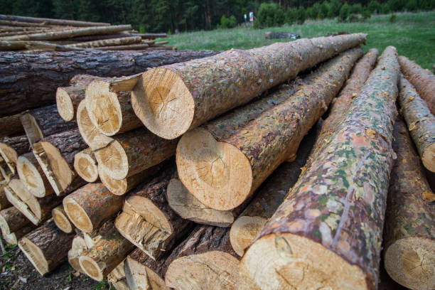 istock Pine logs close-up. Piled cut tree trunks for timber trade on a sunny day 1150694915
