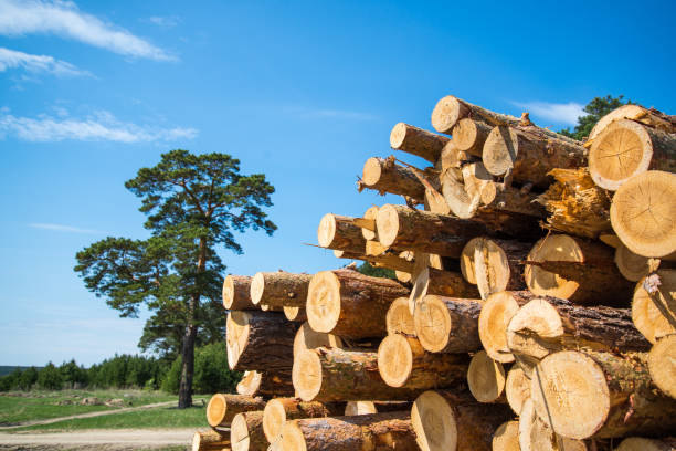 istock Pine logs, cut down by logging against the background of the forest 1150695743