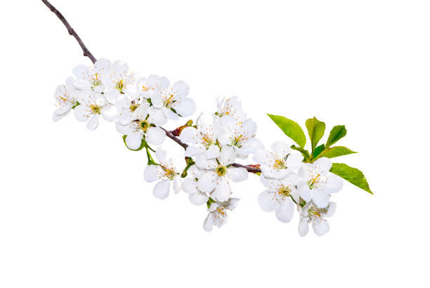Blooming Branch Isotaled Branch of white spring blossom in soft focus. Shallow DOF. Isolated on white. Path included. cherry blossom branch on white stock pictures, royalty-free photos & images