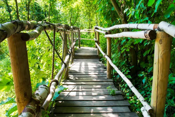 Photo of Wooden Bridge in Forest