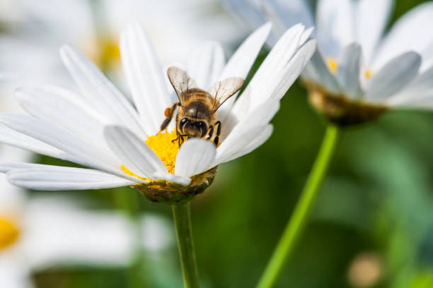 istock Spring single Cosmos flowers and bee 1150696262