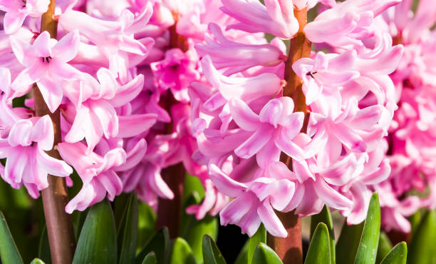 istock hyacinths and bee 1150696753