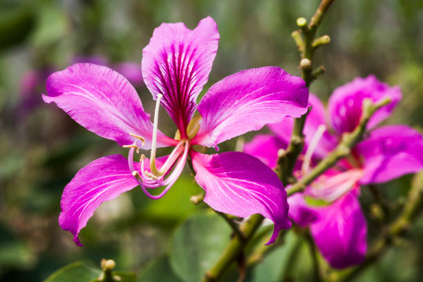 istock Bauhinia purpurea flower 1150697539
