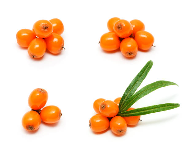 istock Sea buckthorn berries 1150697606